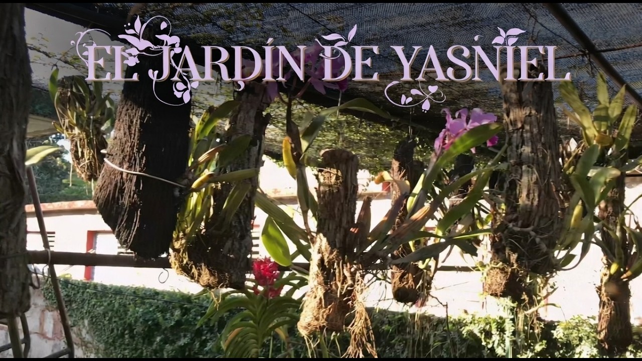 ¿Quieres ver un Jardín Mágico? ¡Conoce el Orquideario de Yasniel!