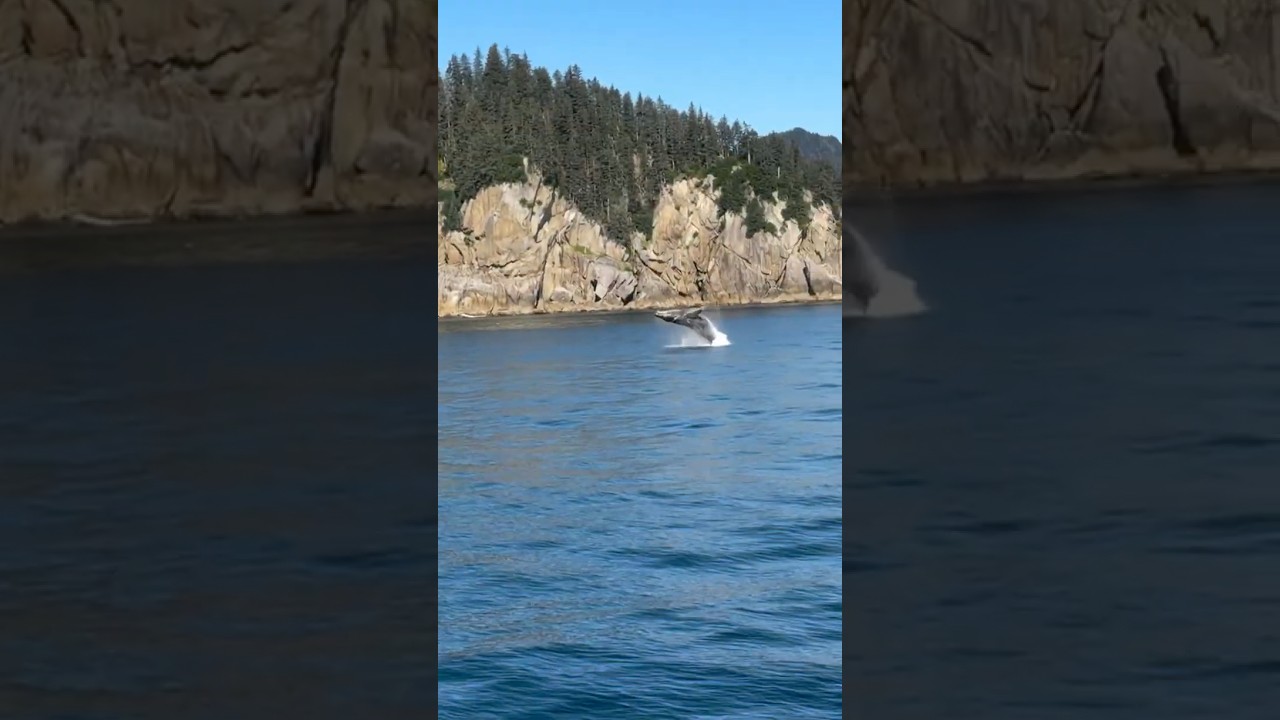Humpback breach in Kenai Fjords National Park