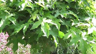 Liquidambar styraciflua 'Gum Ball' ambroň západní