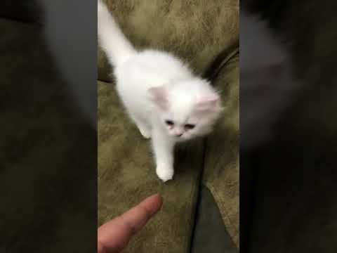 قطه بيضاء جميله قطه شيرازي بيضاء صغيره Small Persian White Cat The Most Beautiful White Cat