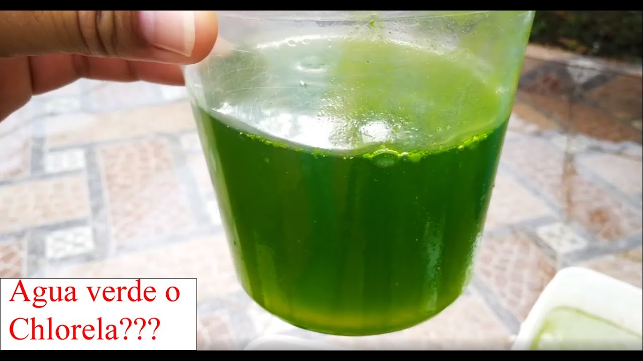 Como hacer chlorella para alimentar daphnia.
