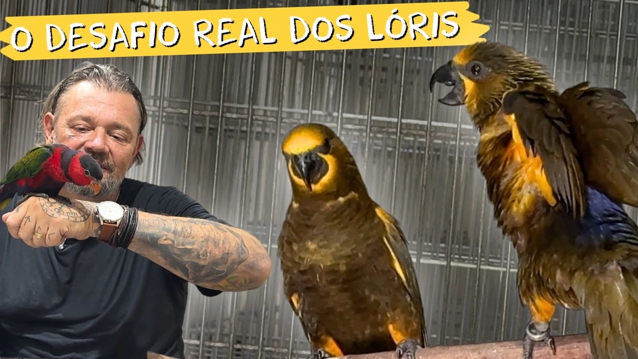 😱 COMO ESSE CRIATÓRIO FINALMENTE CONSEGUIU REPRODUZIR LÓRIS