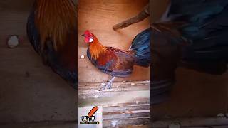 AYAM HUTAN ORI JINAK || Ayam Hutan Dapat Mikat Langsung Jinak, Ini Ayam hutan Merah asli yang jinak