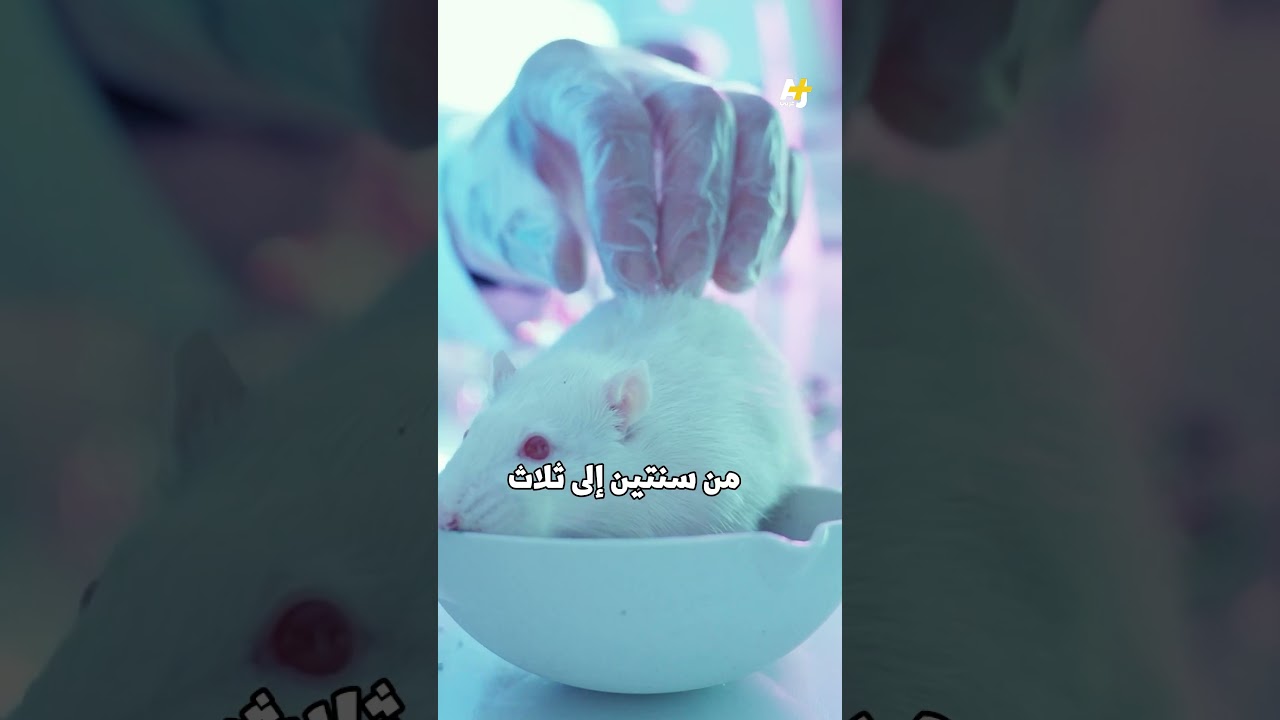 قد لا نحب الفئران، لكن الحقيقة هناك أوجه تشابه بينها وبين البشر.