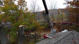 Woodland Tree Services