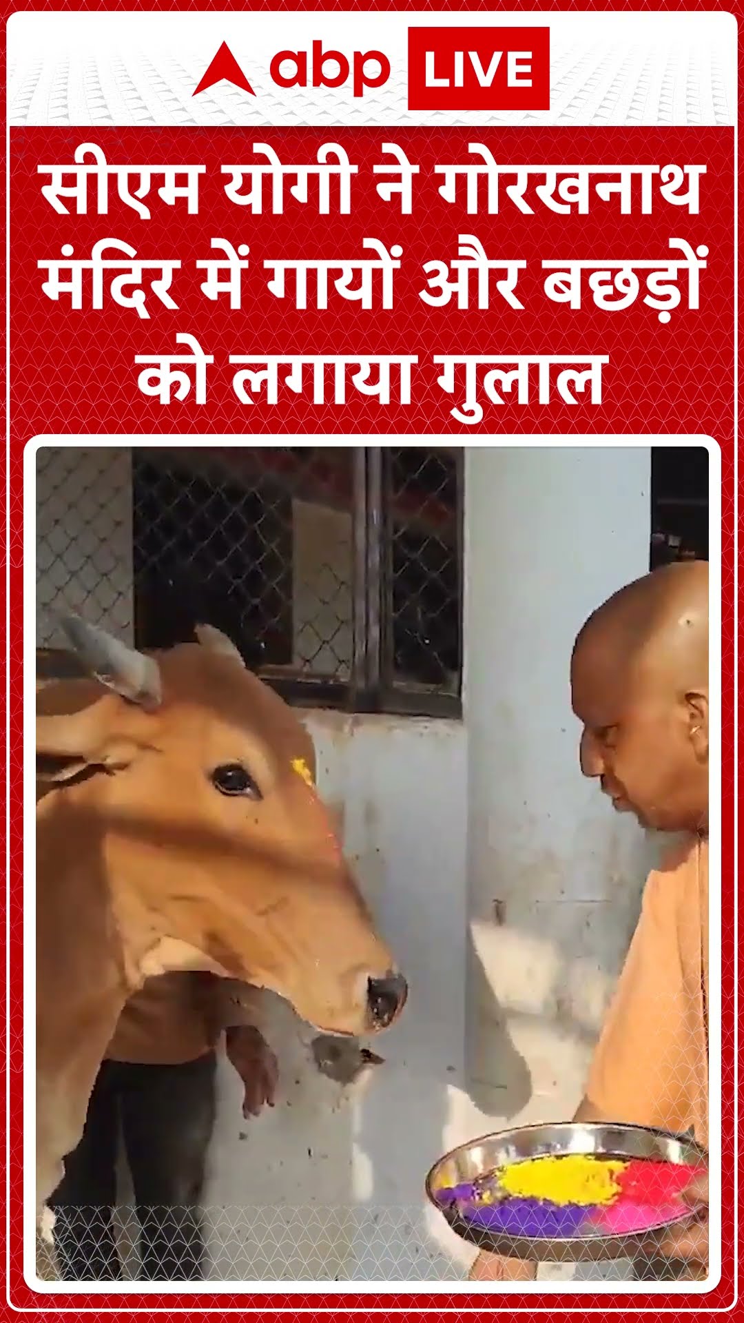 Holi 2025: सीएम योगी ने गोरखनाथ मंदिर में गायों और बछड़ों को लगाया गुलाल | ABP NEWS SHORTS