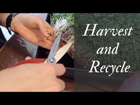 So recyceln coco Matten und Ernte microgreens