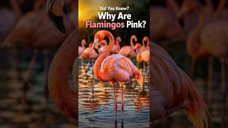 🤔 Have You Ever Wondered Why Flamingos Are Pink?🦩#viralshorts #wondersoftheworld #generalknowledge