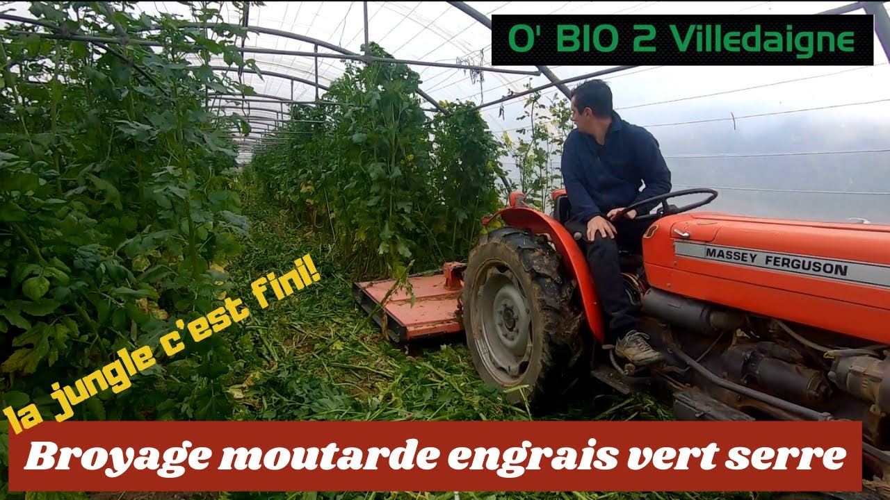 DESTRUCTION engrais vert de moutarde dans la serre