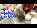 【前庭疾患】斜頸を治したくて犬の整体を受けたらこうなった
