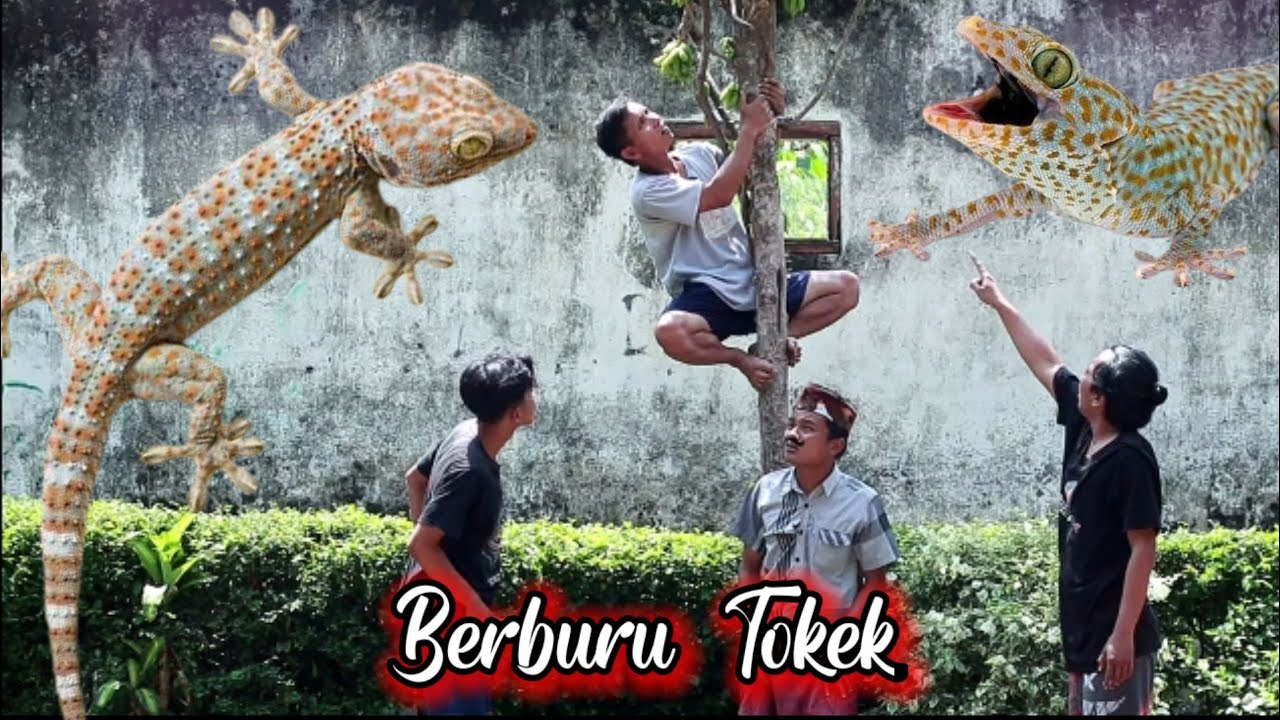 BERBURU TOKEK ||  KOMI MADURA
