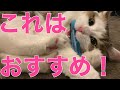 またたび入りのおもちゃで遊ばせたら効果絶大だった猫w【Great playing cat with new toys】