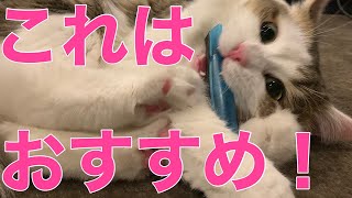 またたび入りのおもちゃで遊ばせたら効果絶大だった猫w【Great playing cat with new toys】