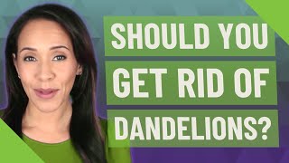 Should you get rid of dandelions?