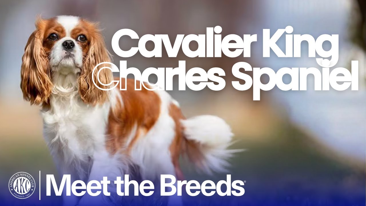 Всё, что нужно знать о кавалер-кинг-чарльз-спаниеле | Знакомство с породой по версии AKC