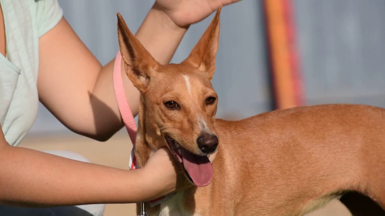 Paulichen perros feos
