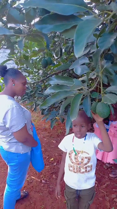 Avocado Season is Here! 🥑 Harvesting Fresh from the Tree