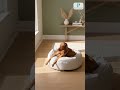 Best-seller: Prestige Natural Oatmeal Nest Round Dog Bed - Dog Bed