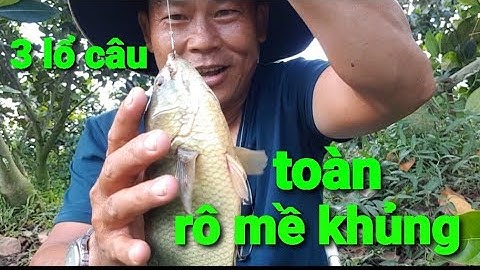 câu cá rô đồng, trúng ổ rô mề khủng @TAMCARO
