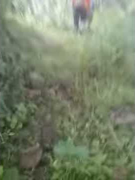 Berburu celeng../moro bagong