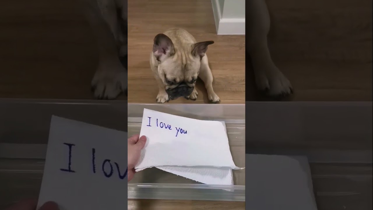 Obejrzyj Frenchie #66 - Shocking Message from the French Bulldog #shorts #frenchbulldog #dog w YouTube Obejrzyj Frenchie #66 - Shocking Message from the French Bulldog #shorts #frenchbulldog #dog w YouTube