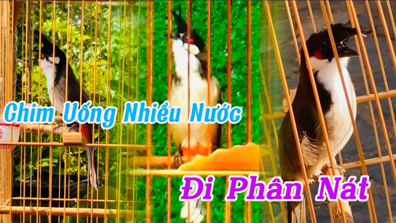 Chim chào mào uống nhiều nước. Đi phân nát
