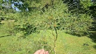 Frangula alnus 'Asplenifolia' krušina olšová