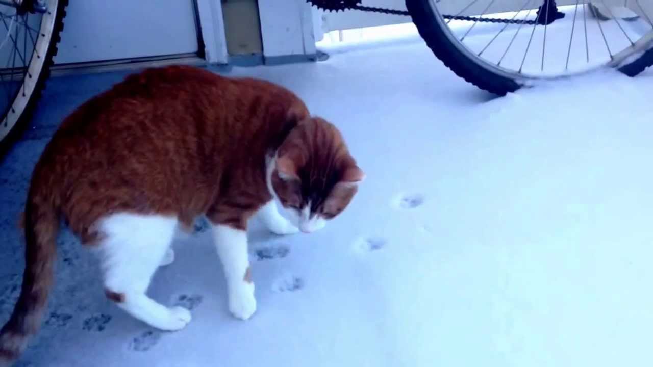 camera iphone 8 plus apk Stimpy's first snow.