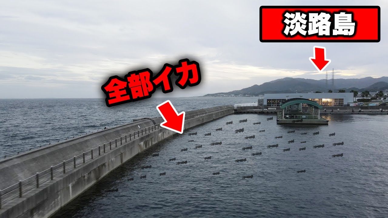 大量発生しているアオリイカを釣りながらエギングを徹底解説。誰でも100％釣れるエギングテクニックを公開【5時間ボウズ】#淡路島