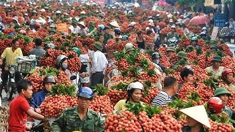 Trai Lục Ngạn | Vải thiều Lục ngạn ngày hôm nay, thăm vườn vải thiều ngày 19-5 sinh nhật Bác Hồ