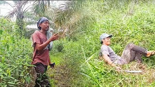 Download Lagu DAILY VLOG||Petualangan tebas lahan sawit lur MP3