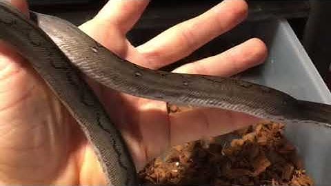 How to Force Feed a Snake