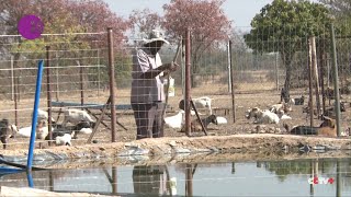 Zimbabwean Farmers Reel in Profits from State-Sponsored Aquaculture Scheme