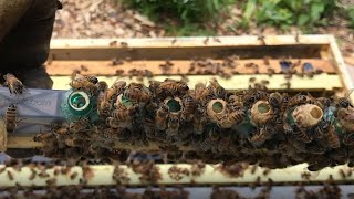 Checking queen cells 3 days after grafting.