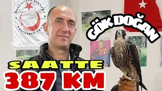 DÜNYANIN EN HIZLI CANLISI * GÖKDOĞAN * SAATTE 387 KM HIZ * GÜVERCİNLERİN KORKULU RÜYASI
