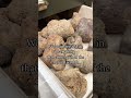 Poop 💩 and why we study it at the National Museum of Natural History