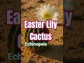 Echinopsis: The Easter Lily Cactus That Thrives in the Desert