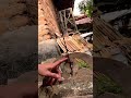 Kira kira enaknya kita buat sangkar layang Enga ya guys #kicaumania
