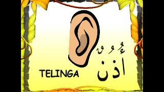 Nasyid anggota badan - Algorithmic Boost Request - 2000000 #YTBoostRequest