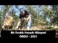 Bir Fındık Hasadı Hikayesi...