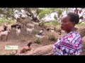 Seeds of Gold: Rearing goats