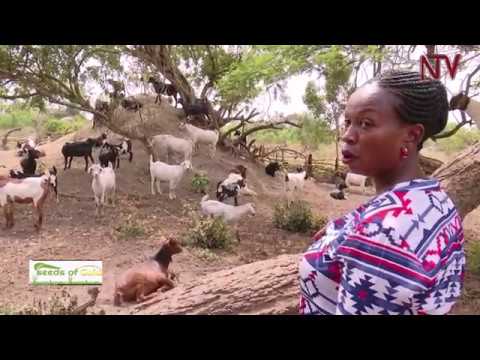 ⁣Seeds of Gold: Rearing Goats - Uganda