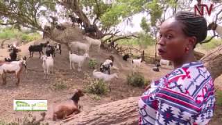 Seeds of Gold: Rearing goats