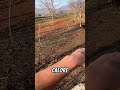 come prendersi cura dei propri animali in un terreno agricolo #mattthefarmer #pecore #galline