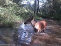 Пятнистый олень на реке в тульской области