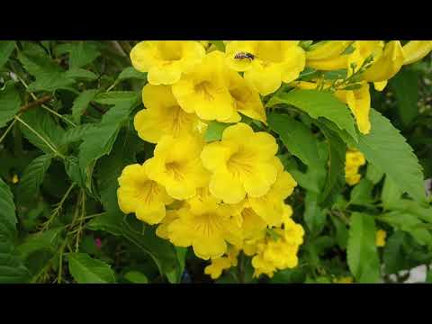 Hoa nắng sân