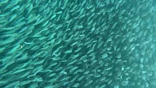 snorkling