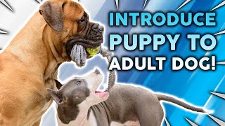 How To Introduce a NEW PUPPY To An Adult Dog!?