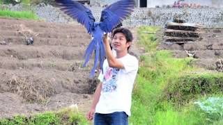 Hyacint Macaw Free fly. By Andy Hoo by Andy Hoo 106,010 views 7 years ago 2 minutes, 3 seconds