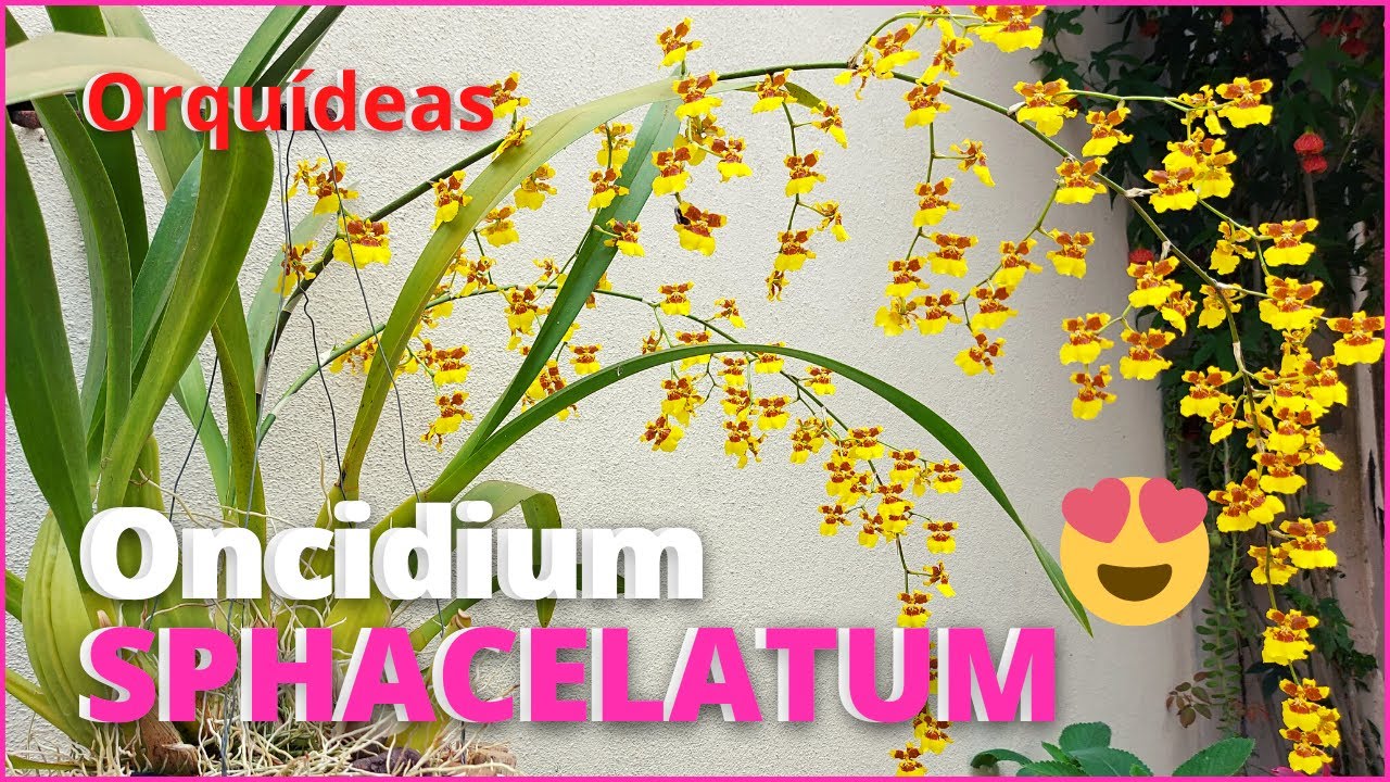 ORQUÍDEA ONCIDIUM SPHACELATUM | Floração e dicas de Cultivo 🌸🥰 - thptnganamst.edu.vn